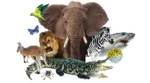 voices of animals android application logo